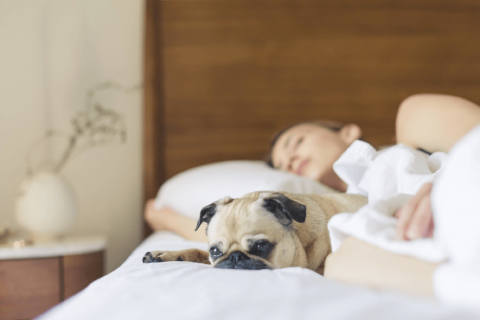 how-smart-technology-adds-wellness-comfort-to-your-home